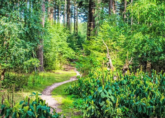 Specht By Interhome Hoenderloo